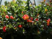 Photo portulaca