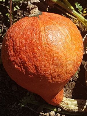 Potimarron