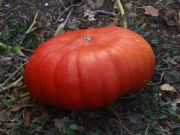 Photo potiron rouge vif d'Etampes