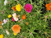 Photo pourpier annuel