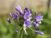 Photo Agapanthe Purple cloud