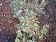 Photo Rhamnus alaterne