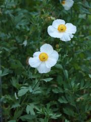 Photo Pavot blanc de Californie