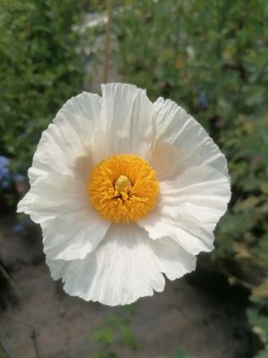 ROMNEYA COULTERI