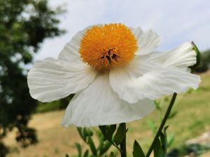 ROMNEYA COULTERI