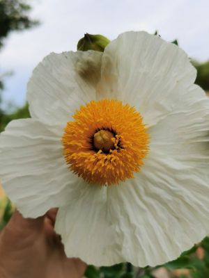 ROMNEYA COULTERI