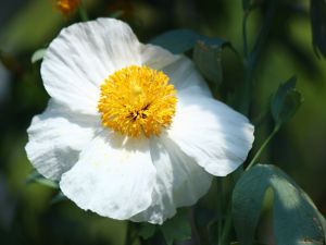 romneya fleur