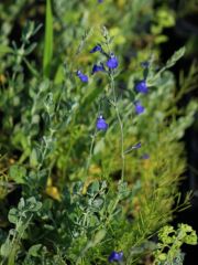 Photo Sauge bleue du Mexique