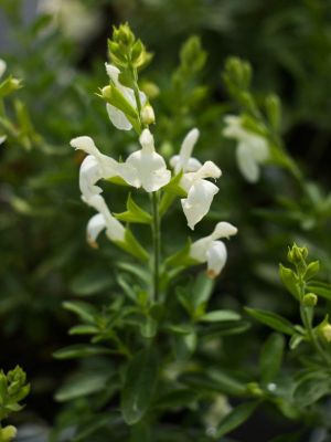 salvia greggi alba