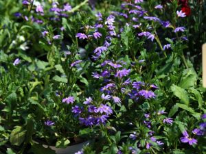 scaevola