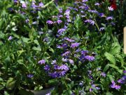 Photo scaevola