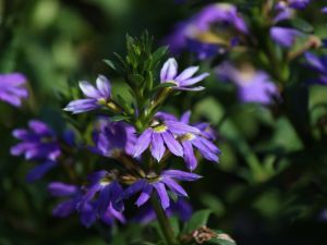 scaevola fleur