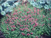 Photo Scutellaire rouge