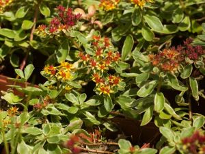 Sedum Kam° en fleurs