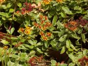 Photo Sedum - Orpin du Kamtchatka panaché
