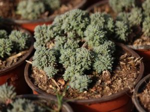 sedum lydium glaucum