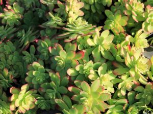 Sedum palmeri en décembre