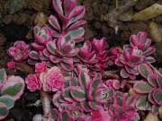 Photo Sedum rampant - orpin