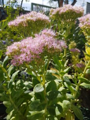 Sedum spectabile