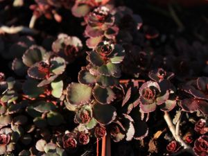 Sedum voodoo