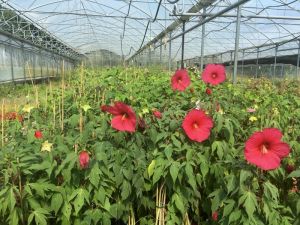 Serre production Hibiscus Lussas