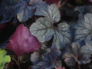 Sloeberry
