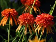 Photo Echinacea summer Salsa