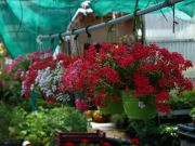 Photo geranium roi des balcons