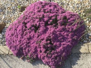 Teucrium ackermanii