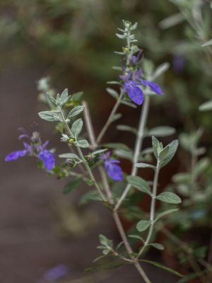 Teucrium fruticans