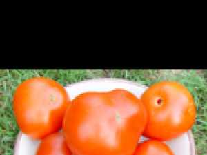 tomate brandywine