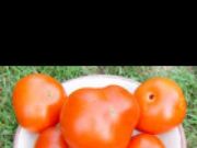 Photo tomate brandywine