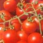 Photo tomate cerise gardener delight