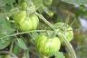 Photo tomate green zebra