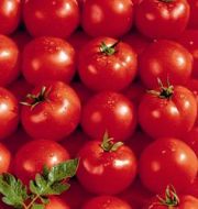 Photo tomate hybride "ESTIVA"F1