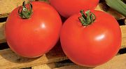 Photo tomate hybride  " FANDANDO F1"
