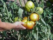 Photo tomate hybride supersteack