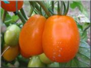Photo tomate "rio grande"