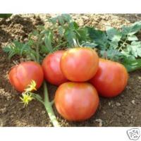 tomate rose de berne