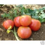 Photo tomate rose de berne