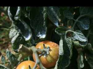 tomate saint pierre