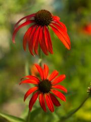 Photo Echinacea tomato soup