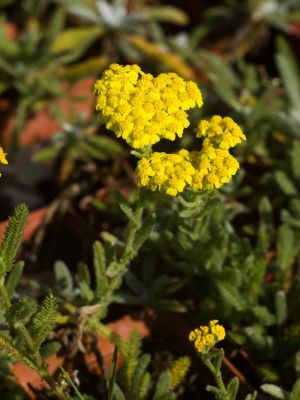 Tomentosa golden