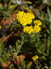 Photo Achillée tomentosa golden