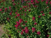 Photo Valériane rouge ou lilas d'Espagne