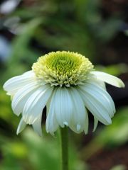 Photo Echinacea vanilla cupcake