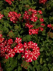 Photo verveine