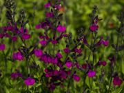 Photo Sauge violette de Loire