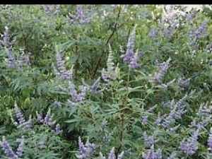 vitex agnus castus (gattilier )