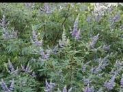 Photo vitex agnus castus (gattilier )